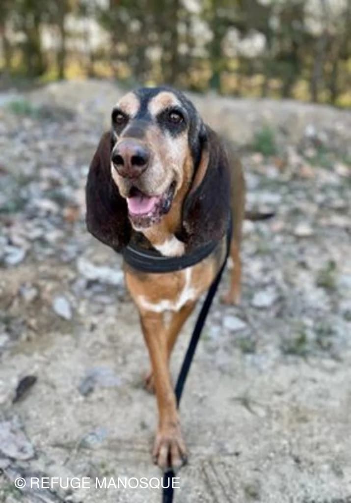 Sixtine, Noir et feu female mixed breed for adoption at Association Secours Protection Animale (Manosque), Manosque — photo 4 of 5
