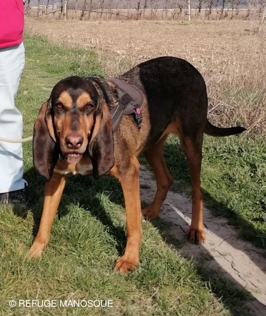 Sixtine, Noir et feu female mixed breed for adoption at Association Secours Protection Animale (Manosque), Manosque — photo 5 of 5