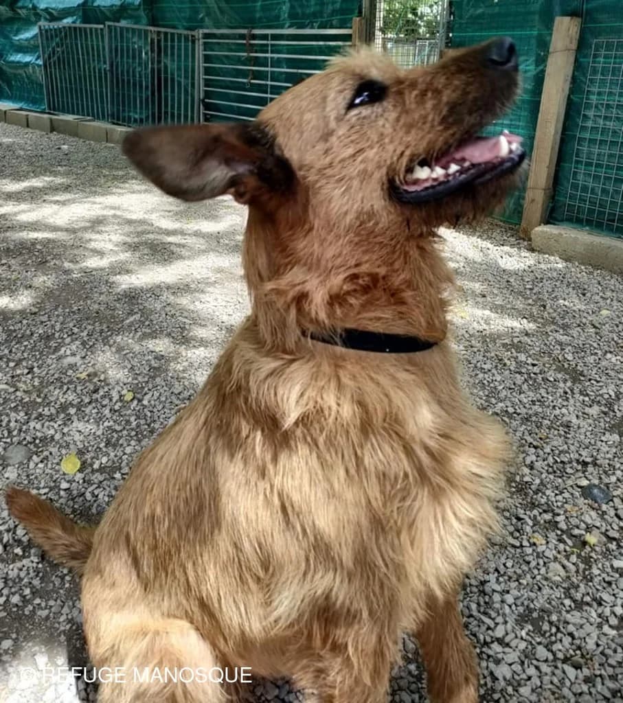Poupy, Fauve female Mixed Breed for adoption at Association Secours Protection Animale (Manosque), Manosque — photo 2 of 16
