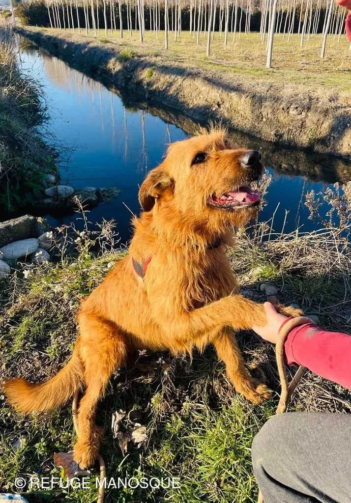 Poupy, Fauve female Mixed Breed for adoption at Association Secours Protection Animale (Manosque), Manosque — photo 3 of 16
