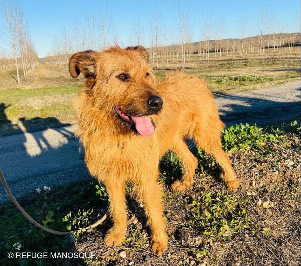 Poupy, Fauve female Mixed Breed for adoption at Association Secours Protection Animale (Manosque), Manosque — photo 4 of 16