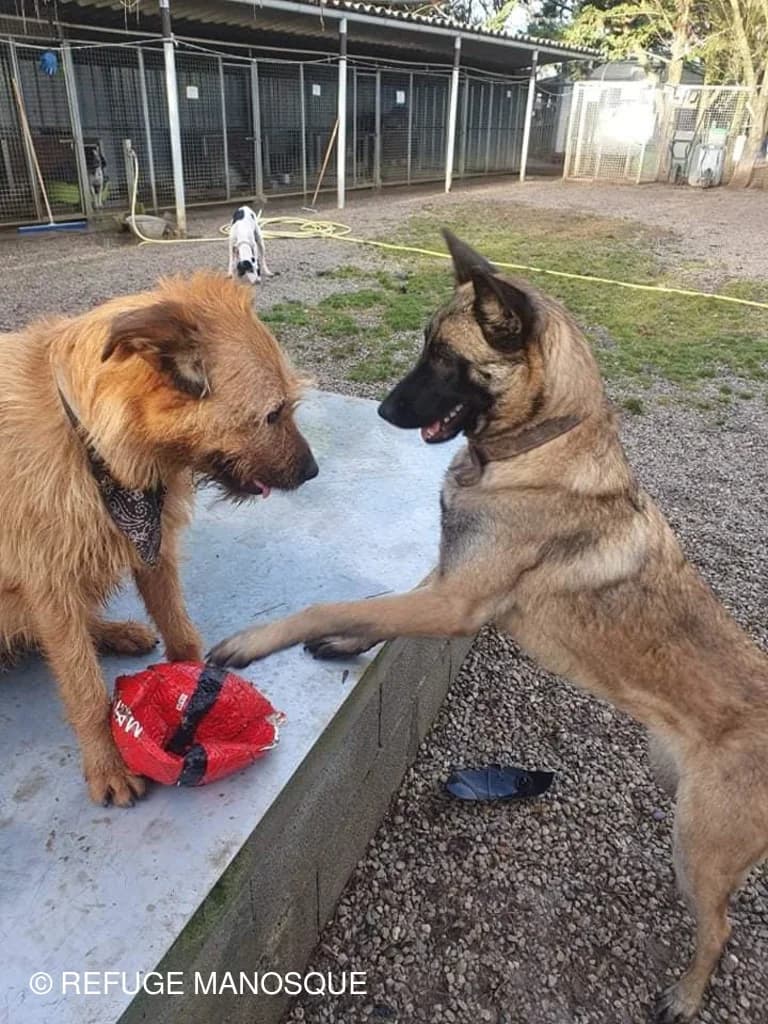 Poupy, Fauve female Mixed Breed for adoption at Association Secours Protection Animale (Manosque), Manosque — photo 6 of 16