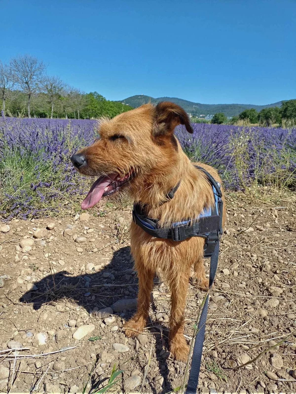 Poupy, Fauve female Mixed Breed for adoption at Association Secours Protection Animale (Manosque), Manosque — photo 7 of 16