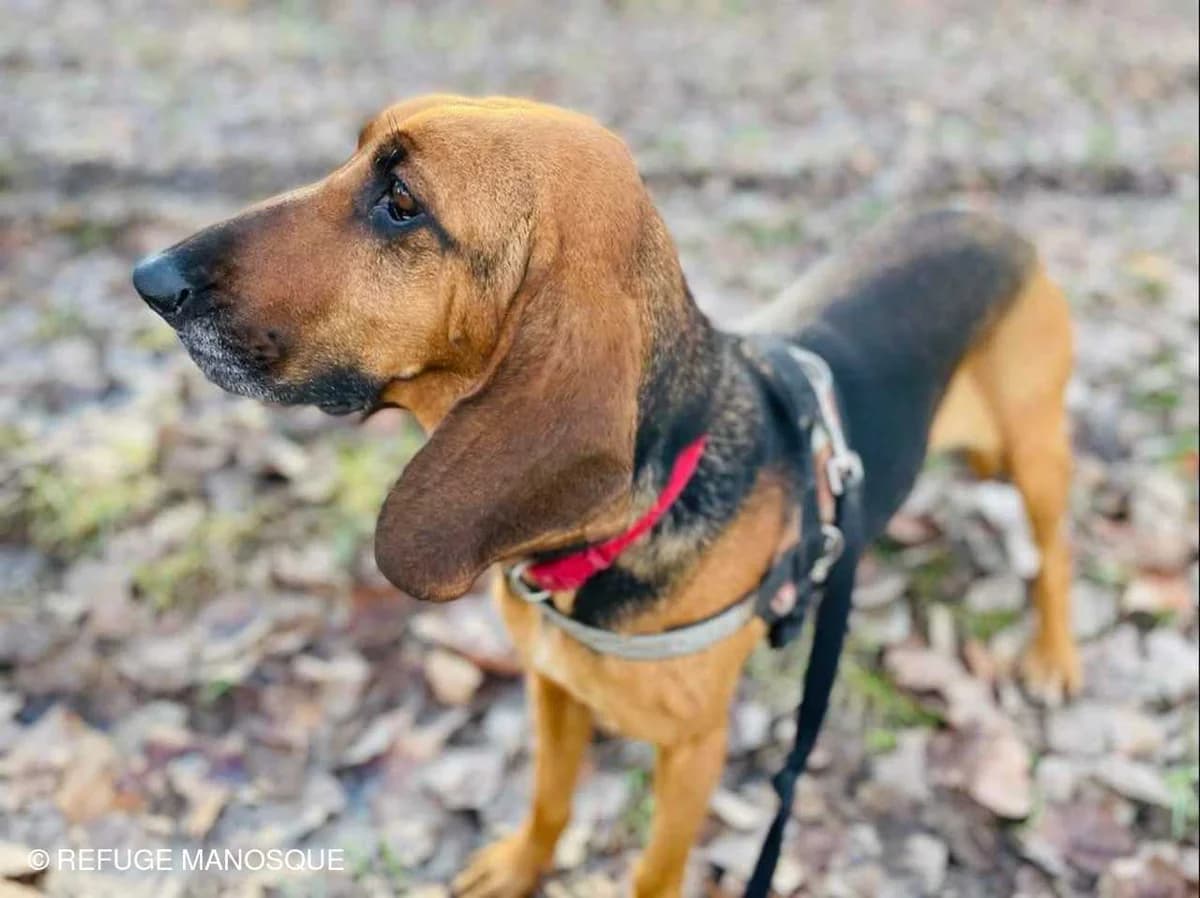 Willow, Noir et feu female Mixed Breed for adoption at Association Secours Protection Animale (Manosque), Manosque — photo 2 of 22
