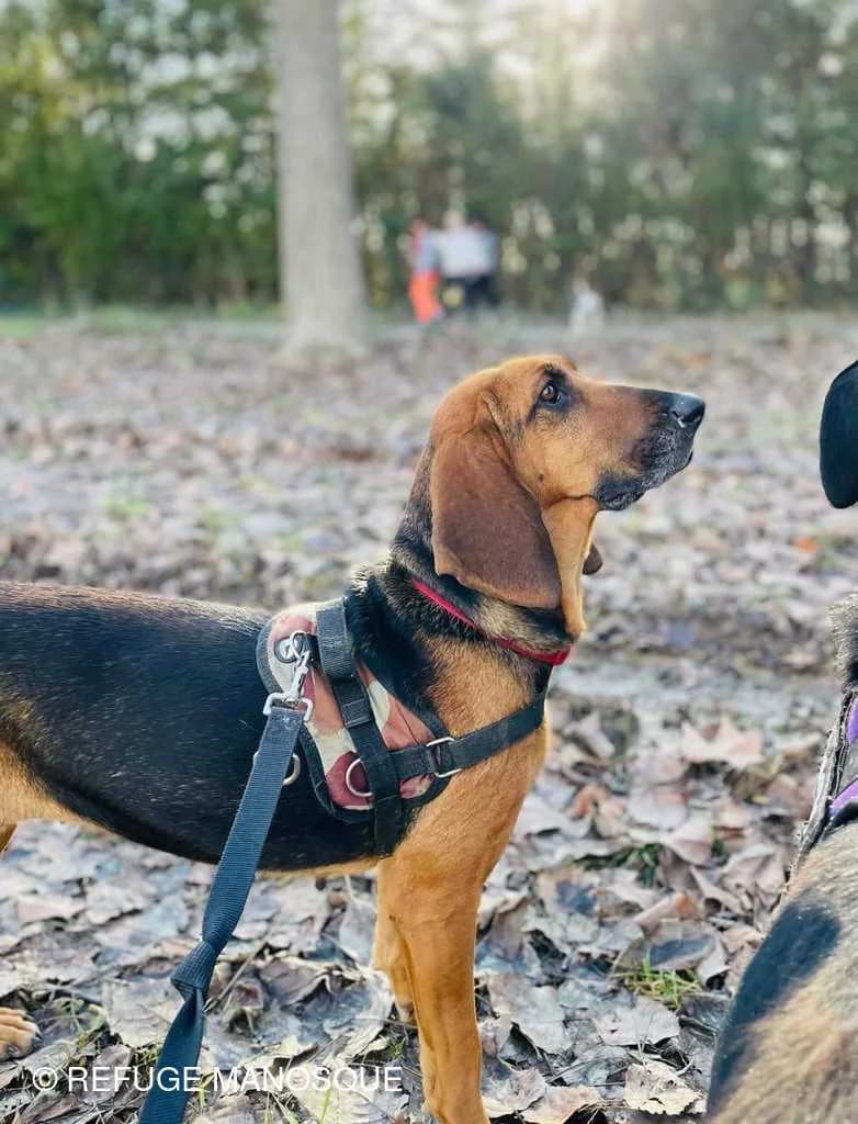 Willow, Noir et feu female Mixed Breed for adoption at Association Secours Protection Animale (Manosque), Manosque — photo 3 of 22