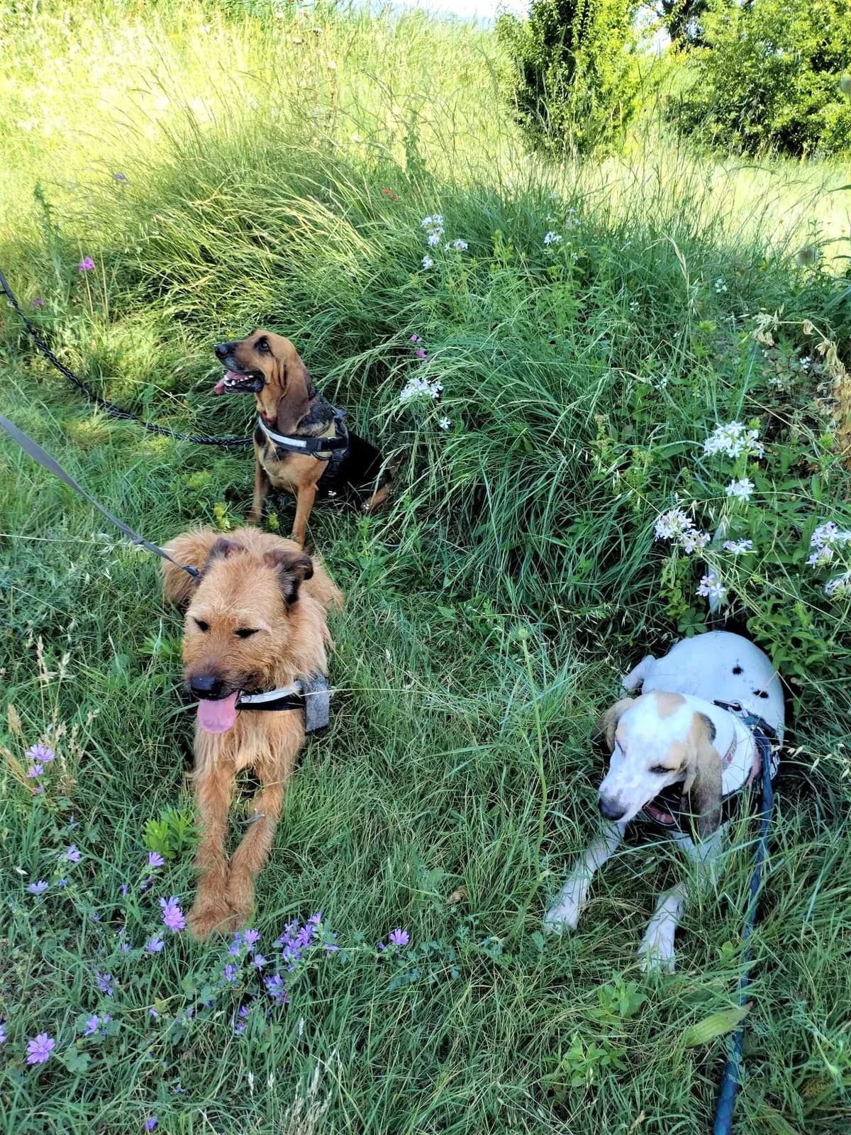 Willow, Noir et feu female Mixed Breed for adoption at Association Secours Protection Animale (Manosque), Manosque — photo 4 of 22