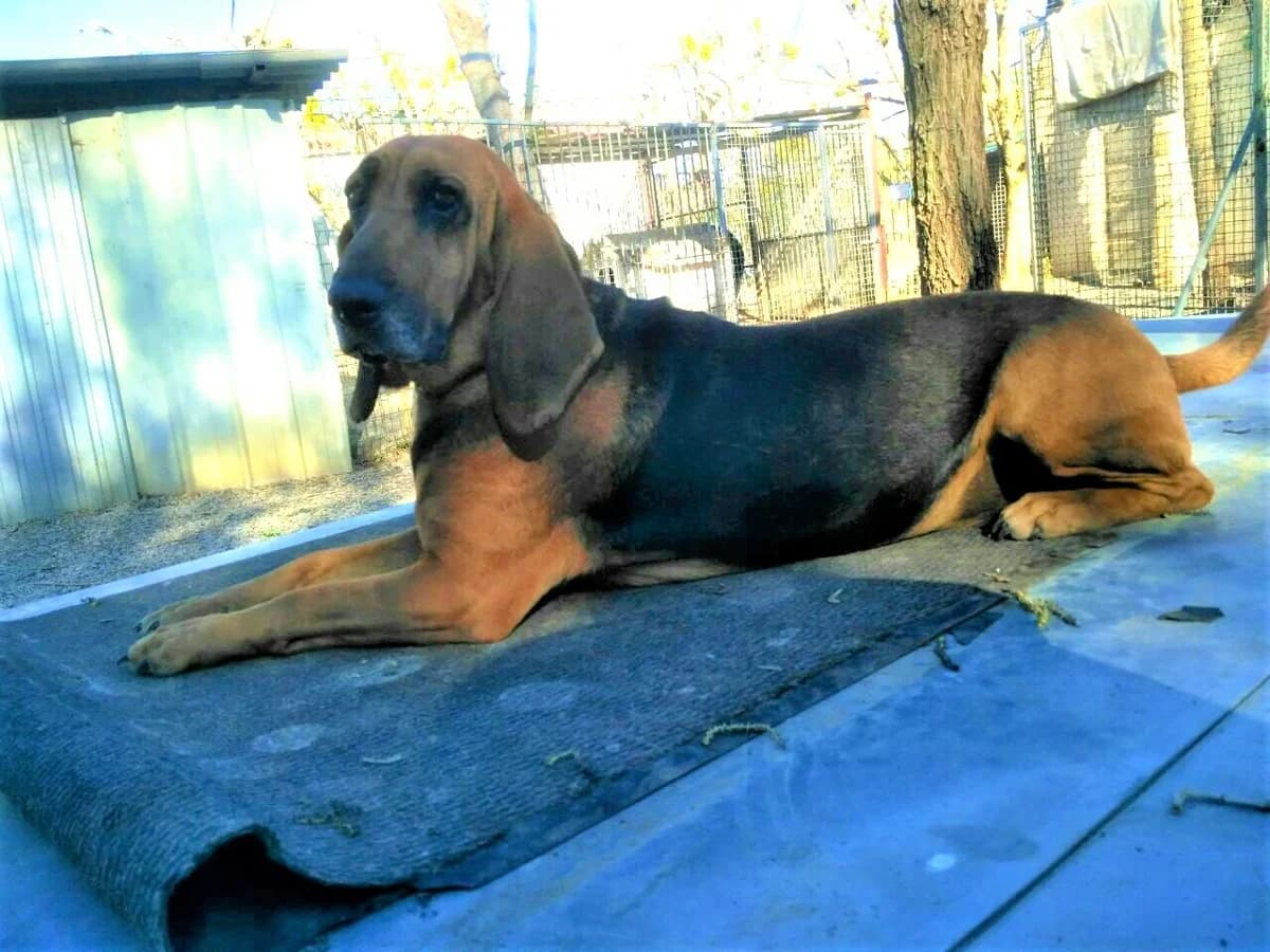 Willow, Noir et feu female Mixed Breed for adoption at Association Secours Protection Animale (Manosque), Manosque — photo 5 of 22