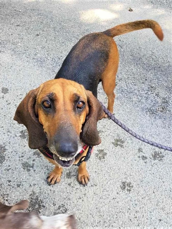 Willow, Noir et feu female Mixed Breed for adoption at Association Secours Protection Animale (Manosque), Manosque — photo 6 of 22