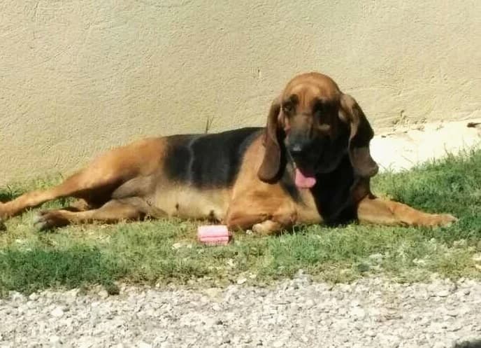 Willow, Noir et feu female Mixed Breed for adoption at Association Secours Protection Animale (Manosque), Manosque — photo 7 of 22