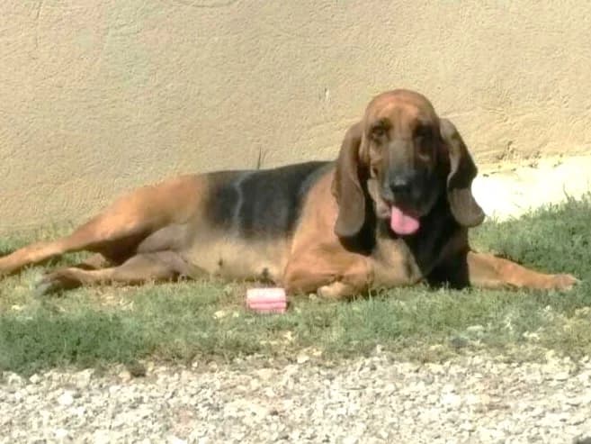 Willow, Noir et feu female Mixed Breed for adoption at Association Secours Protection Animale (Manosque), Manosque — photo 8 of 22