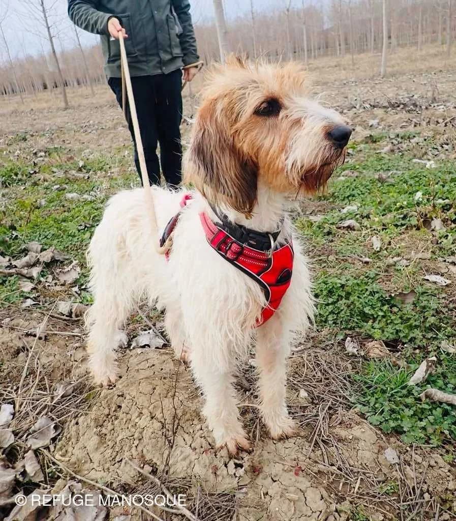 Freya, Tricolore female mixed breed for adoption at Association Secours Protection Animale (Manosque), Manosque