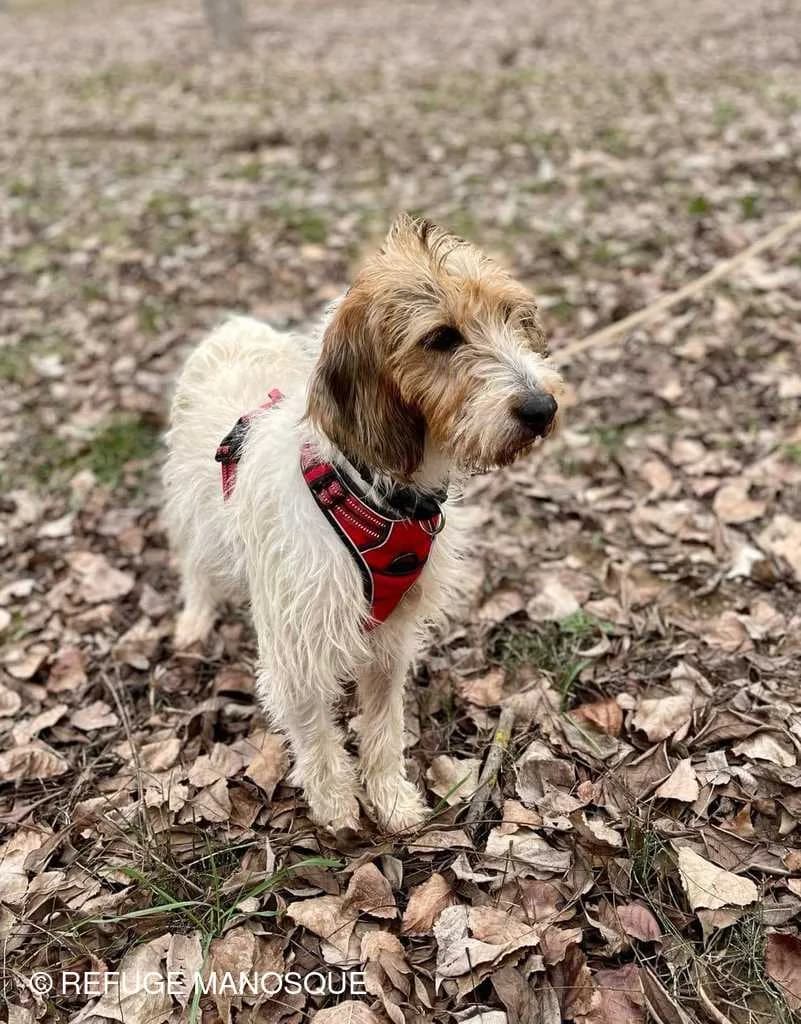 Freya, Tricolore female mixed breed for adoption at Association Secours Protection Animale (Manosque), Manosque — photo 2 of 8