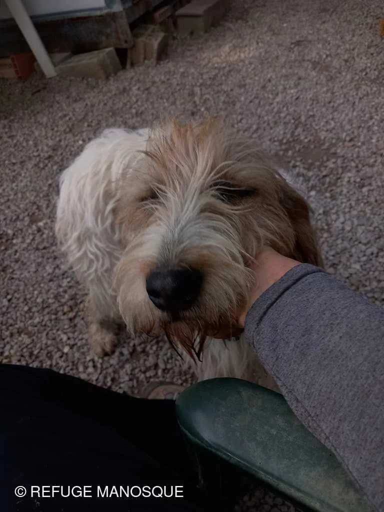 Freya, Tricolore female mixed breed for adoption at Association Secours Protection Animale (Manosque), Manosque — photo 3 of 8