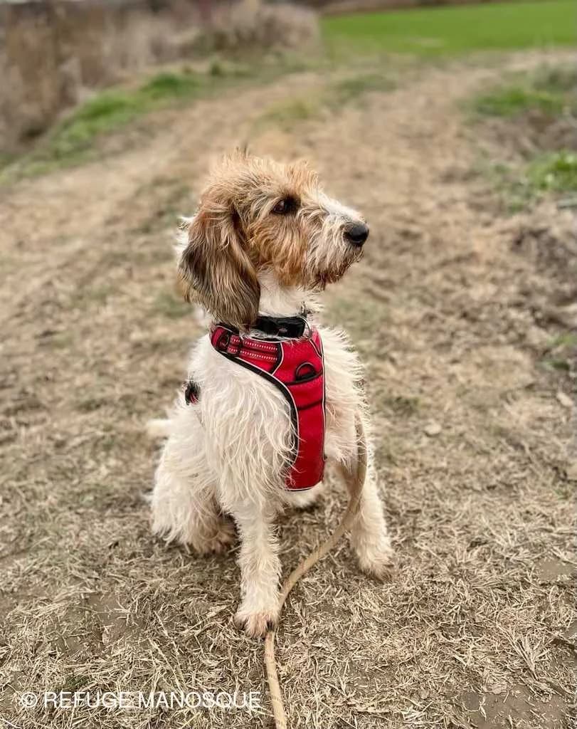 Freya, Tricolore female mixed breed for adoption at Association Secours Protection Animale (Manosque), Manosque — photo 4 of 8