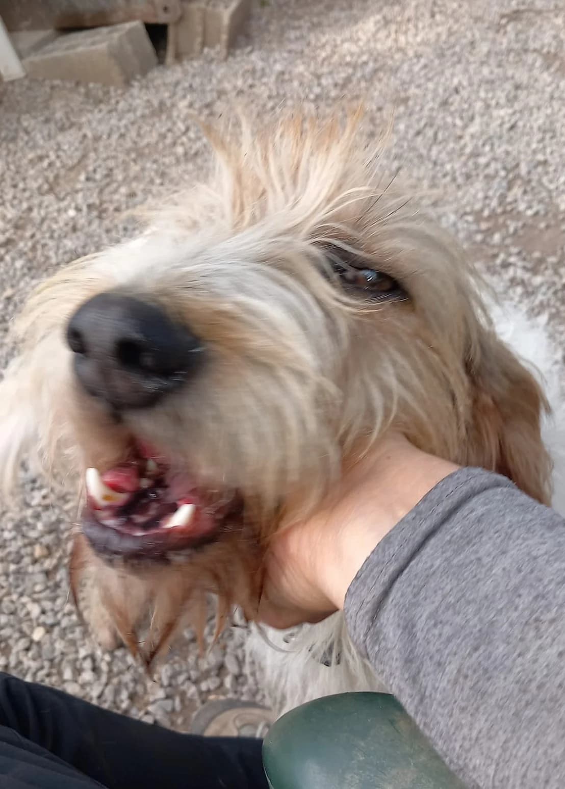 Freya, Tricolore female mixed breed for adoption at Association Secours Protection Animale (Manosque), Manosque — photo 5 of 8