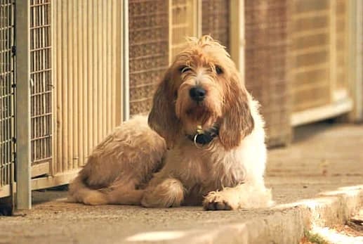 Freya, Tricolore female mixed breed for adoption at Association Secours Protection Animale (Manosque), Manosque — photo 6 of 8
