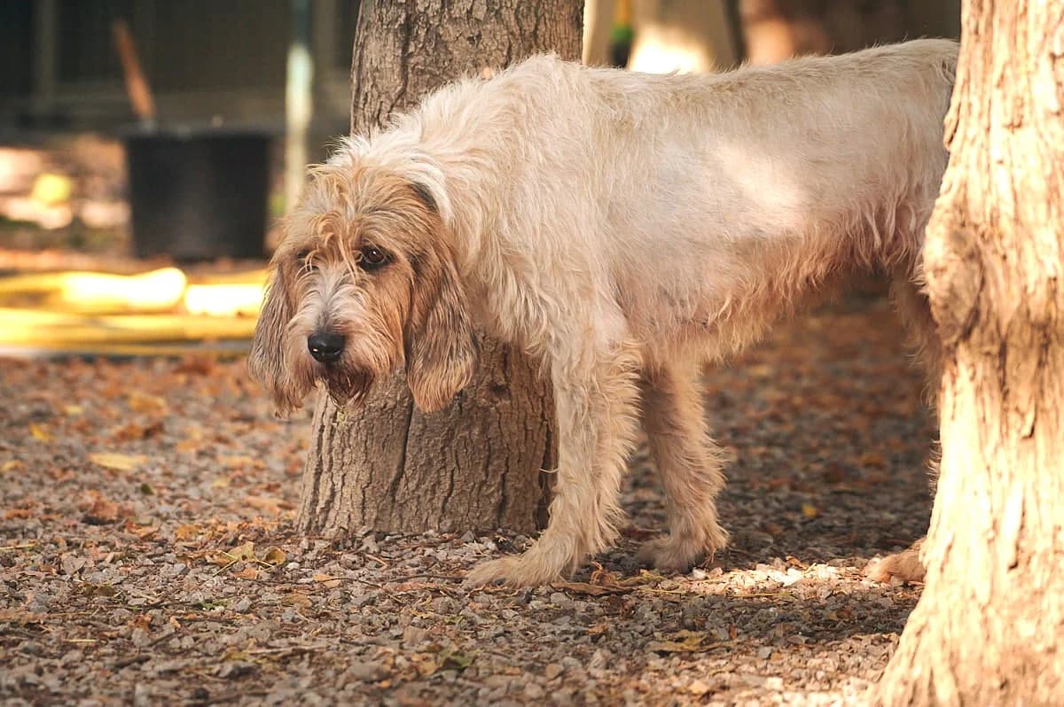 Freya, Tricolore female mixed breed for adoption at Association Secours Protection Animale (Manosque), Manosque — photo 7 of 8