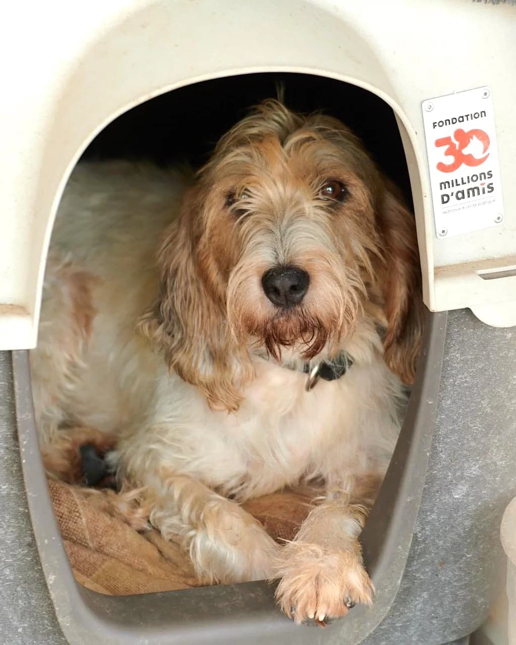 Freya, Tricolore female mixed breed for adoption at Association Secours Protection Animale (Manosque), Manosque — photo 8 of 8