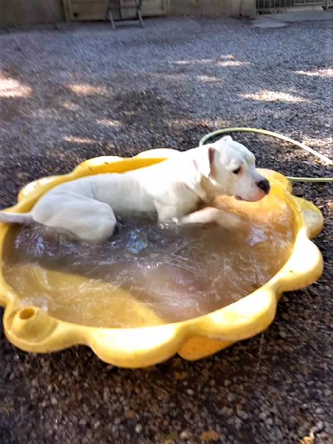 Odyo, Blanc male mixed breed for adoption at Association Secours Protection Animale (Manosque), Manosque