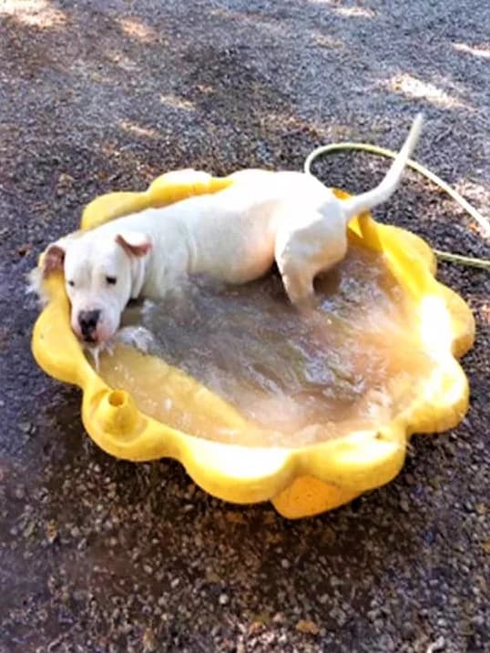Odyo, Blanc male mixed breed for adoption at Association Secours Protection Animale (Manosque), Manosque — photo 2 of 19
