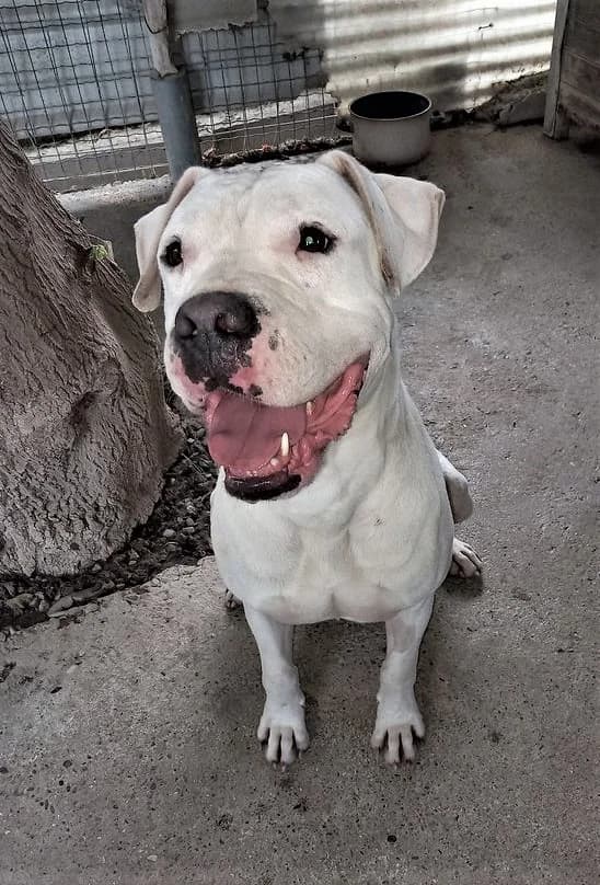 Odyo, Blanc male mixed breed for adoption at Association Secours Protection Animale (Manosque), Manosque — photo 3 of 19