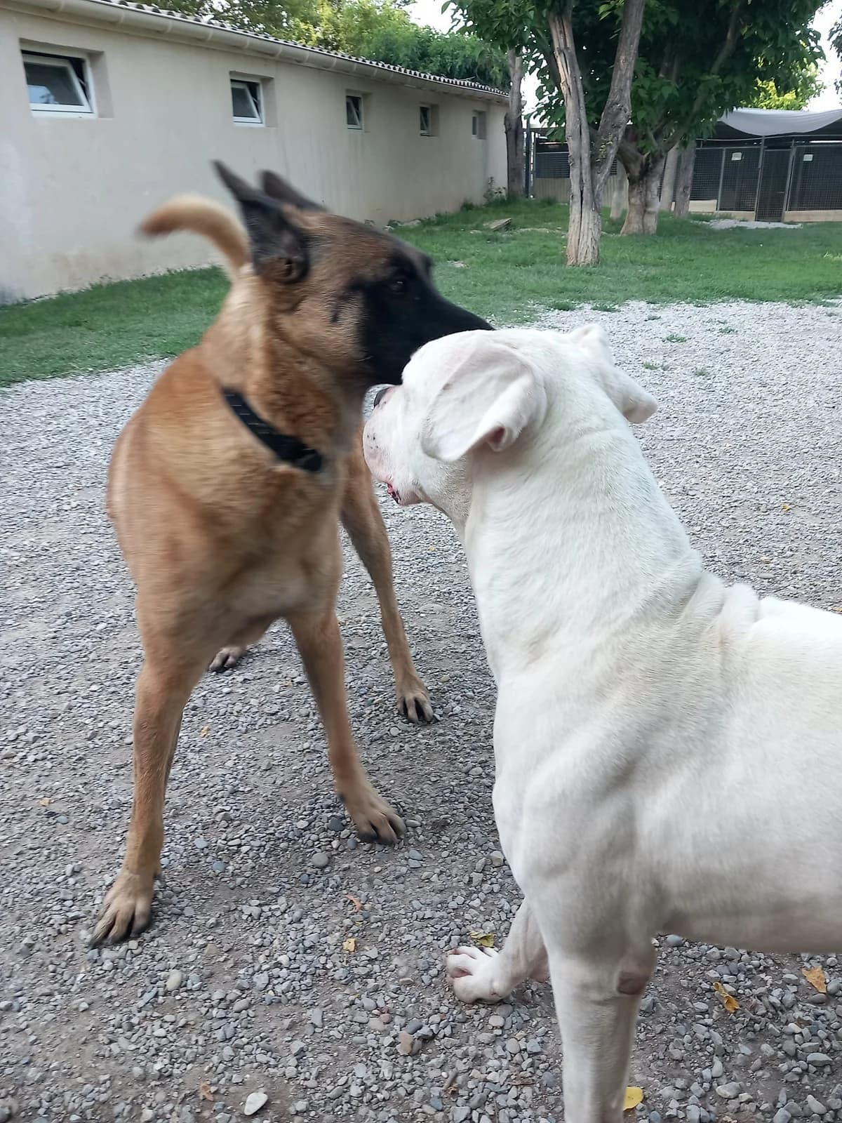 Odyo, Blanc male mixed breed for adoption at Association Secours Protection Animale (Manosque), Manosque — photo 4 of 19