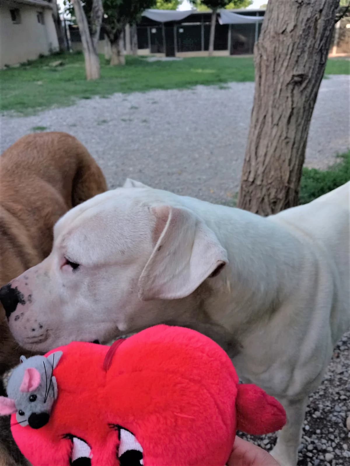 Odyo, Blanc male mixed breed for adoption at Association Secours Protection Animale (Manosque), Manosque — photo 5 of 19