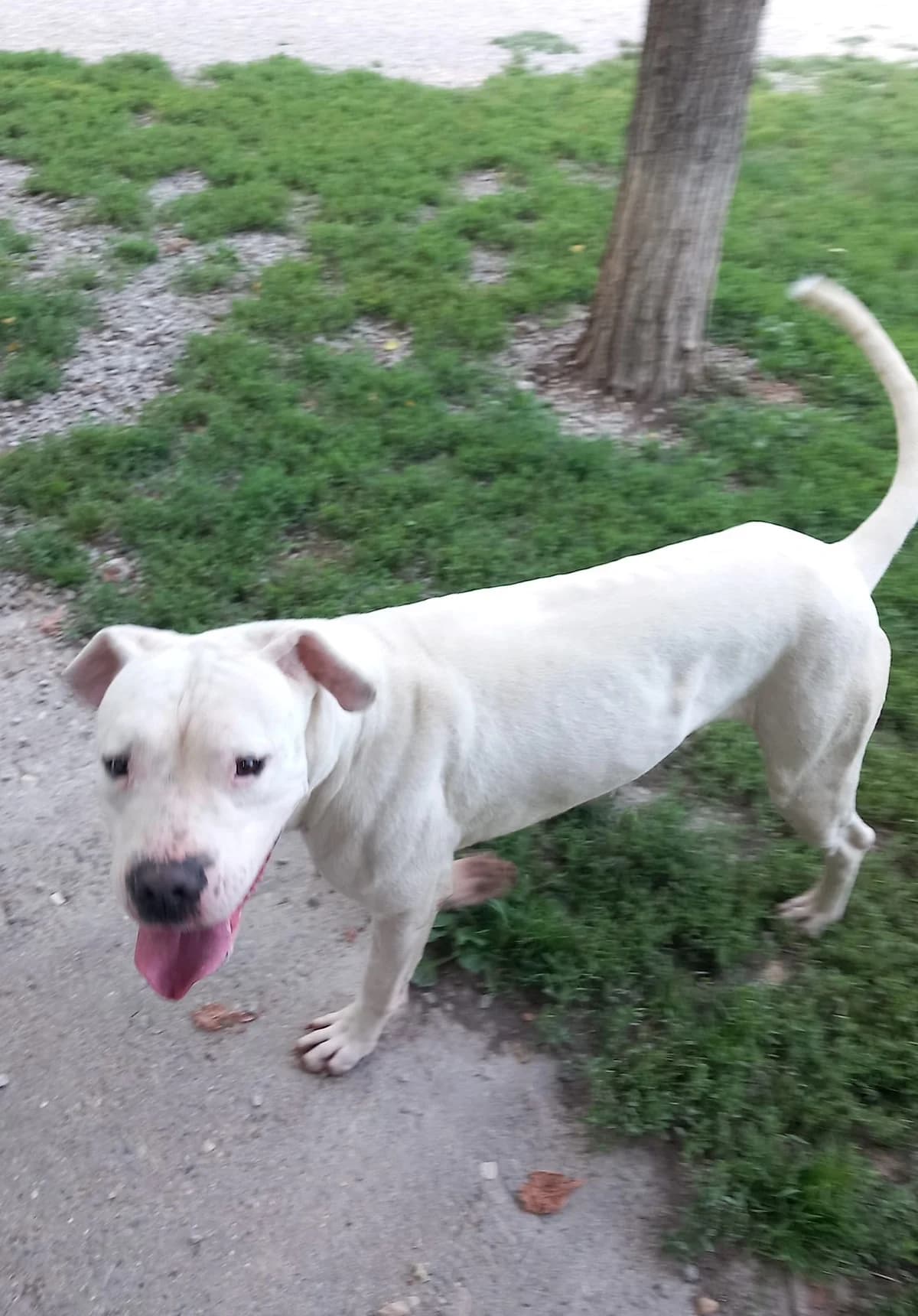 Odyo, Blanc male mixed breed for adoption at Association Secours Protection Animale (Manosque), Manosque — photo 6 of 19