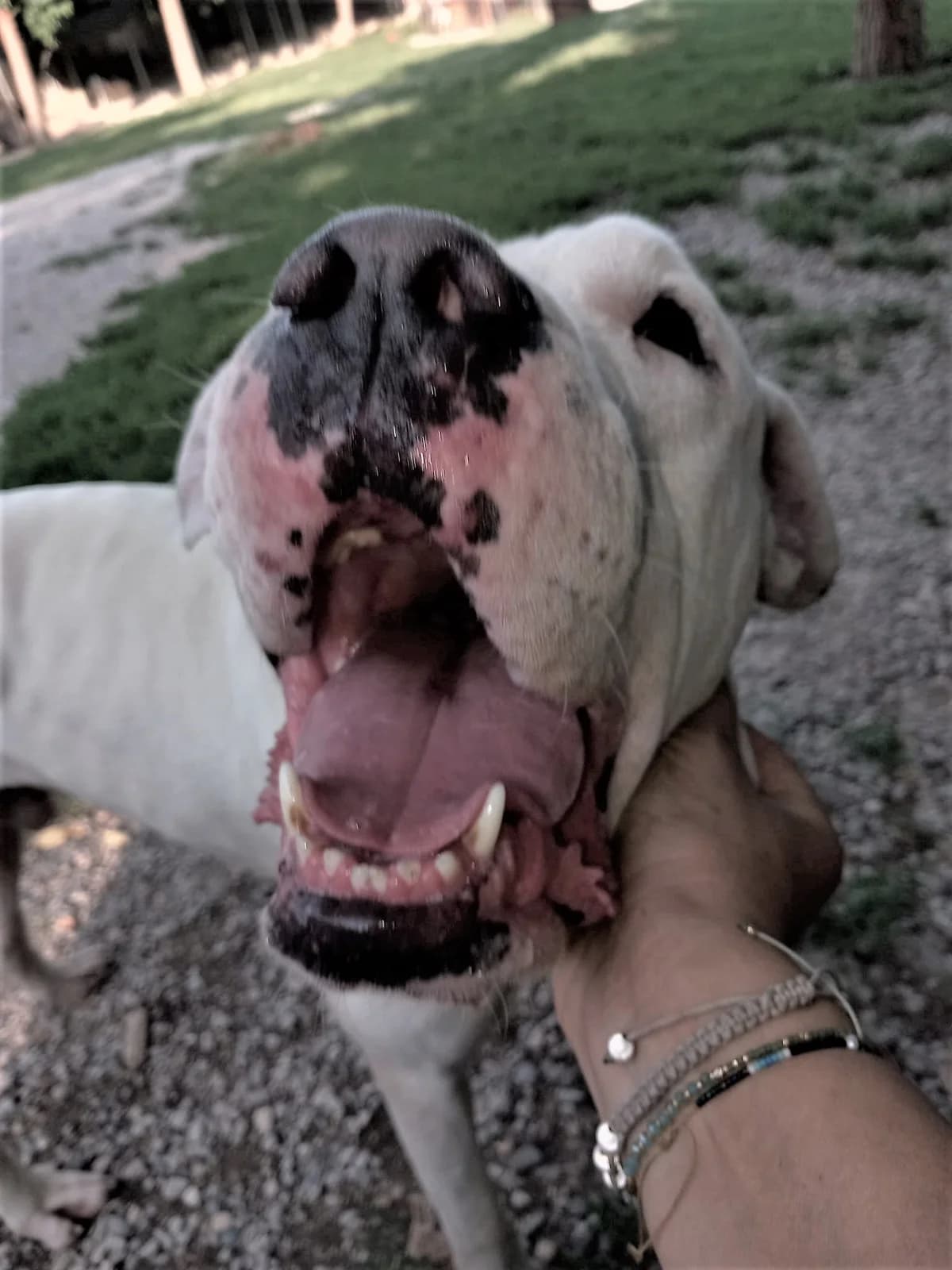 Odyo, Blanc male mixed breed for adoption at Association Secours Protection Animale (Manosque), Manosque — photo 7 of 19