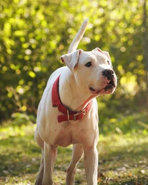 Odyo, Blanc male senior mixed breed for adoption at Association Secours Protection Animale (Manosque), Manosque