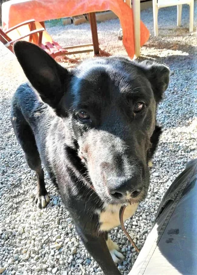 Wolf, Noir et blanc male mixed breed for adoption at Association Secours Protection Animale (Manosque), Manosque