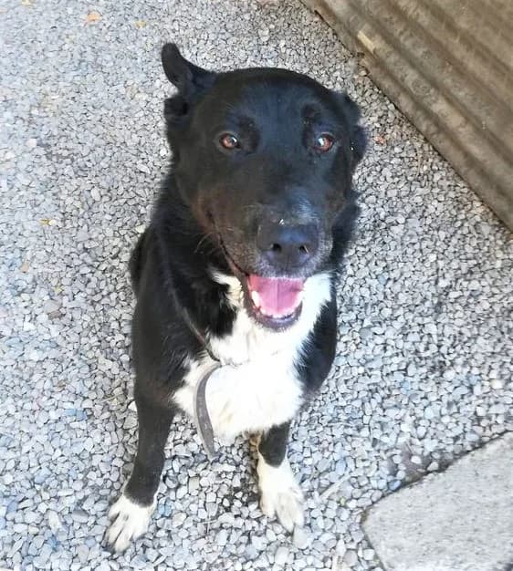 Wolf, Noir et blanc male mixed breed for adoption at Association Secours Protection Animale (Manosque), Manosque — photo 2 of 36