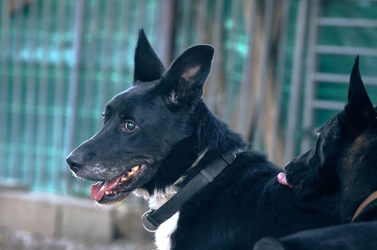 Wolf, Noir et blanc male mixed breed for adoption at Association Secours Protection Animale (Manosque), Manosque — photo 3 of 36