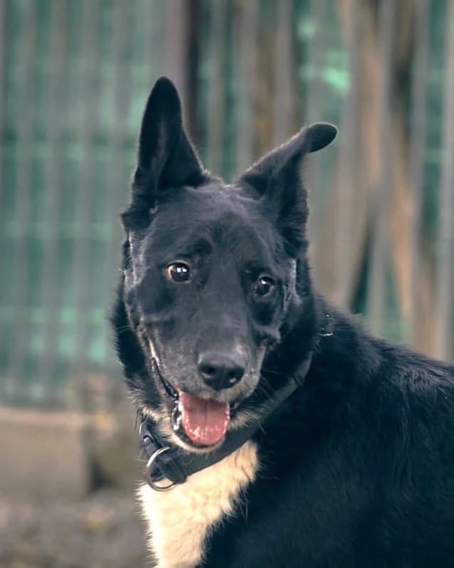 Wolf, Noir et blanc male mixed breed for adoption at Association Secours Protection Animale (Manosque), Manosque — photo 4 of 36