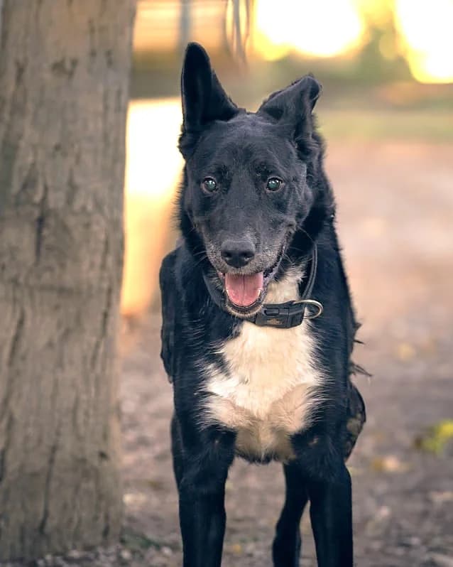 Wolf, Noir et blanc male mixed breed for adoption at Association Secours Protection Animale (Manosque), Manosque — photo 5 of 36