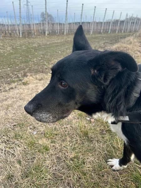 Wolf, Noir et blanc male mixed breed for adoption at Association Secours Protection Animale (Manosque), Manosque — photo 6 of 36
