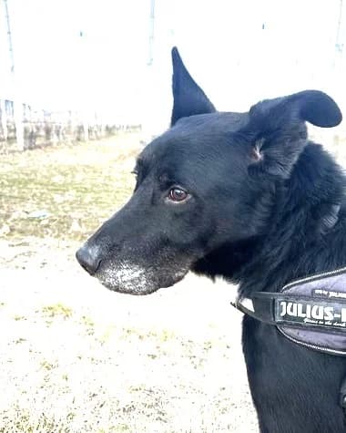 Wolf, Noir et blanc male mixed breed for adoption at Association Secours Protection Animale (Manosque), Manosque — photo 7 of 36