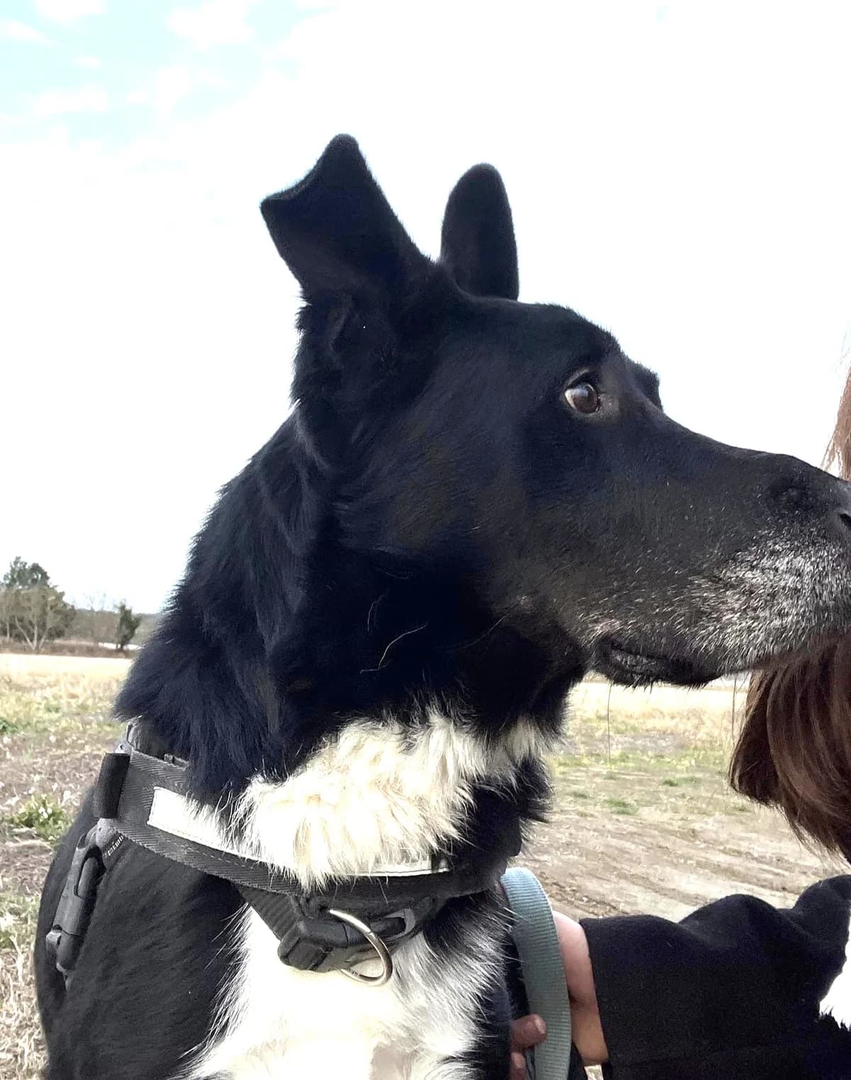 Wolf, Noir et blanc male mixed breed for adoption at Association Secours Protection Animale (Manosque), Manosque — photo 8 of 36