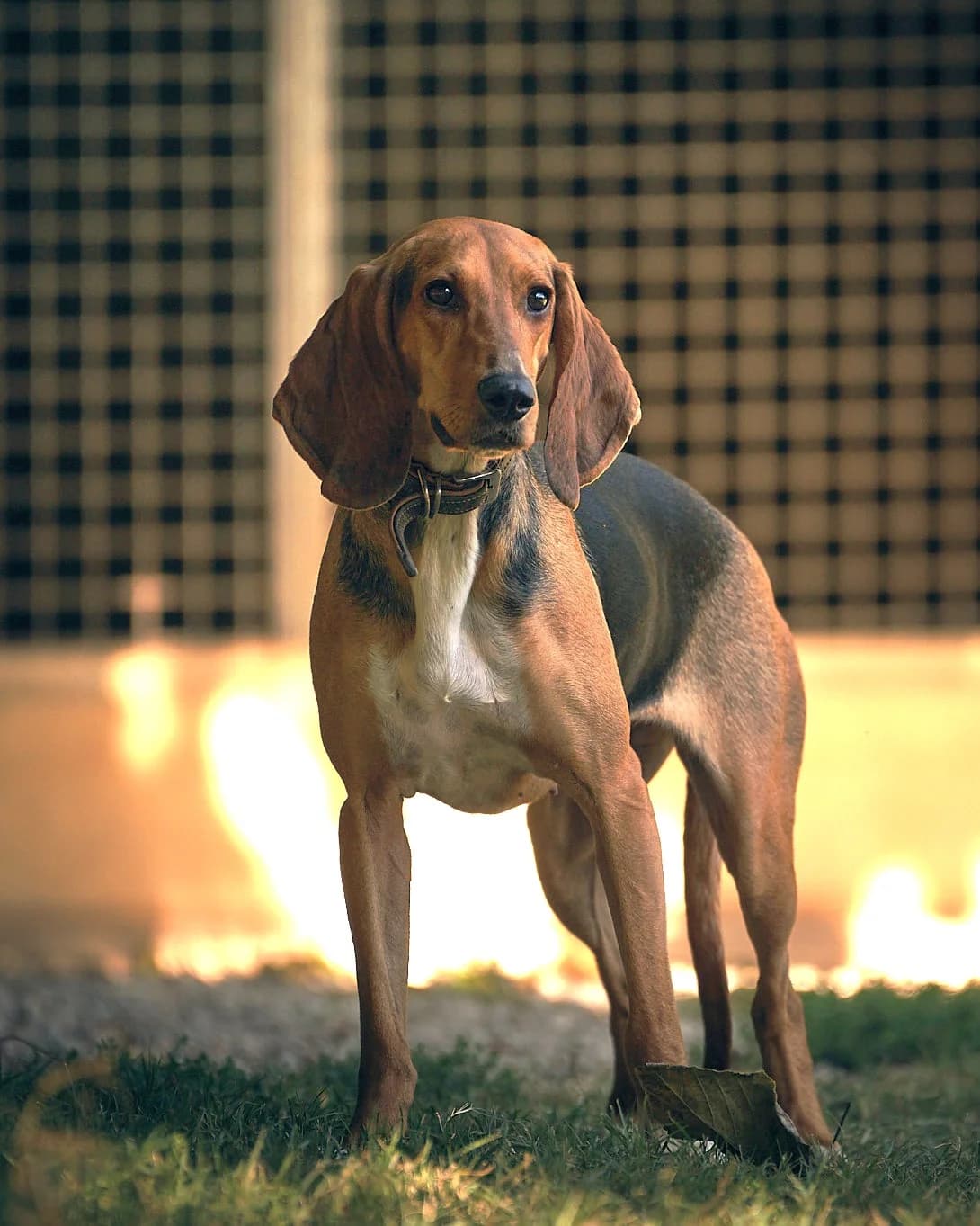 Queen, Tricolore female 6yo mixed breed for adoption at Association Secours Protection Animale (Manosque), Manosque