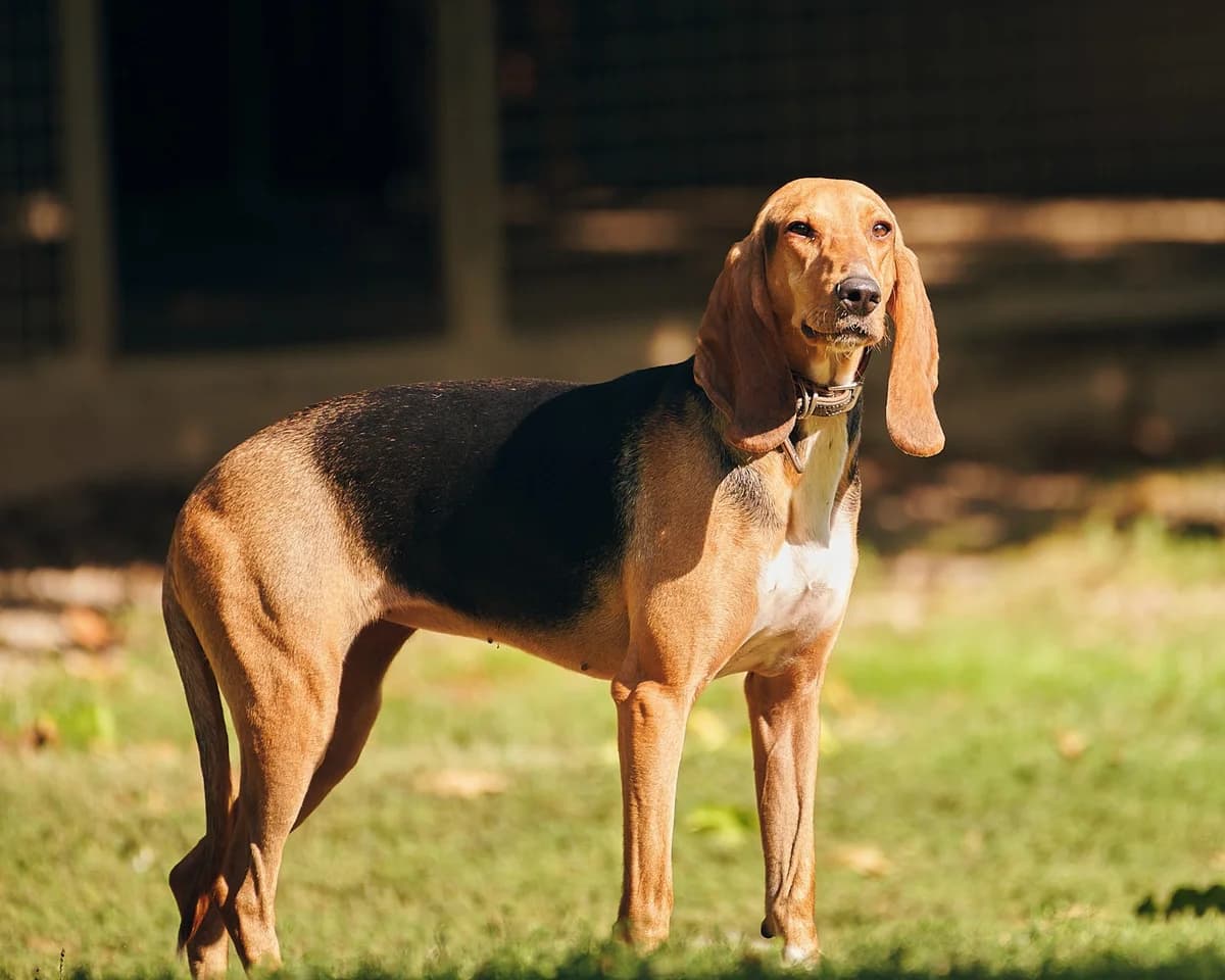 Queen, Tricolore female mixed breed for adoption at Association Secours Protection Animale (Manosque), Manosque — photo 2 of 10