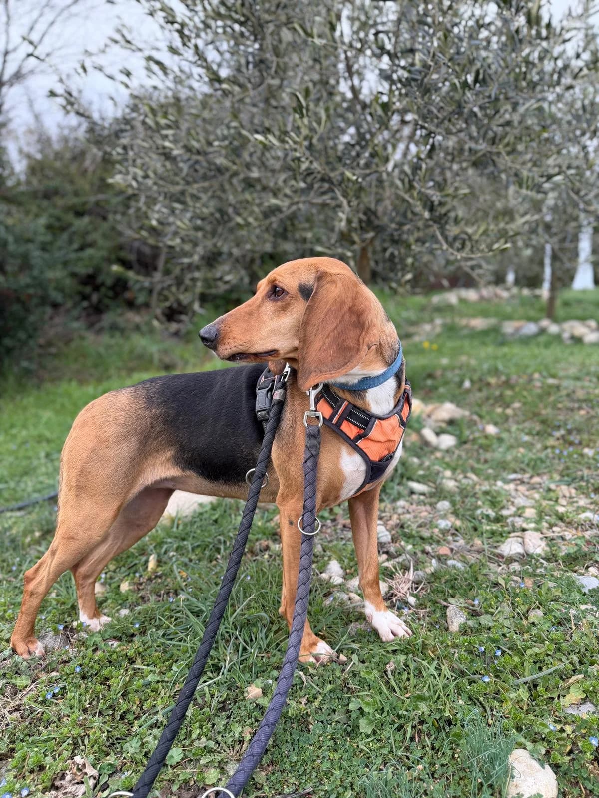 Queen, Tricolore female mixed breed for adoption at Association Secours Protection Animale (Manosque), Manosque — photo 4 of 10