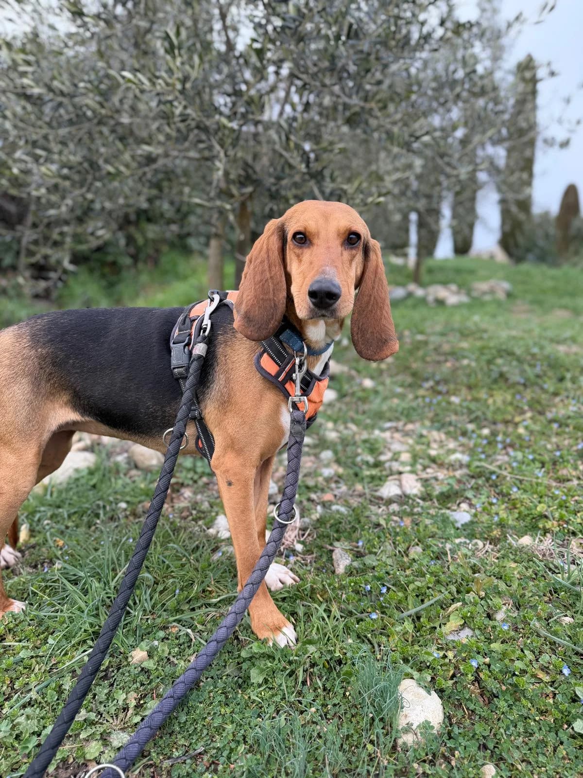 Queen, Tricolore female mixed breed for adoption at Association Secours Protection Animale (Manosque), Manosque — photo 5 of 10