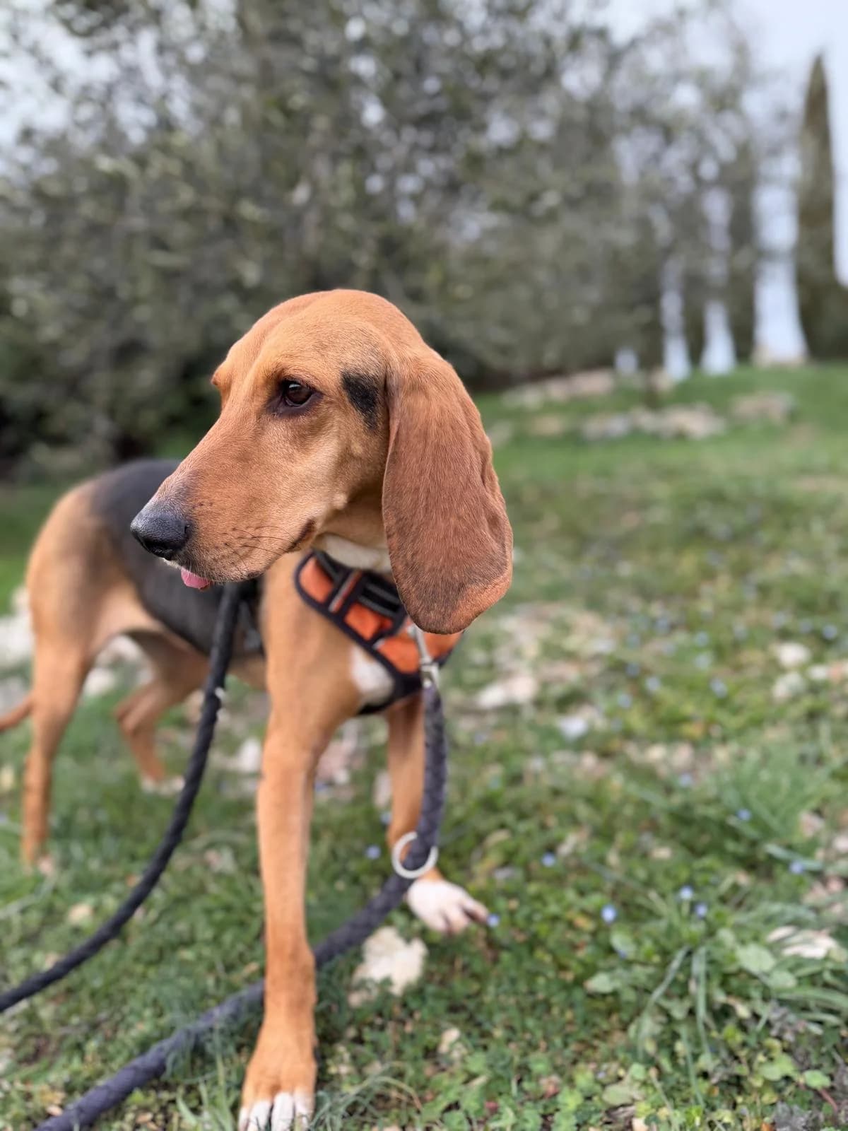 Queen, Tricolore female mixed breed for adoption at Association Secours Protection Animale (Manosque), Manosque — photo 6 of 10