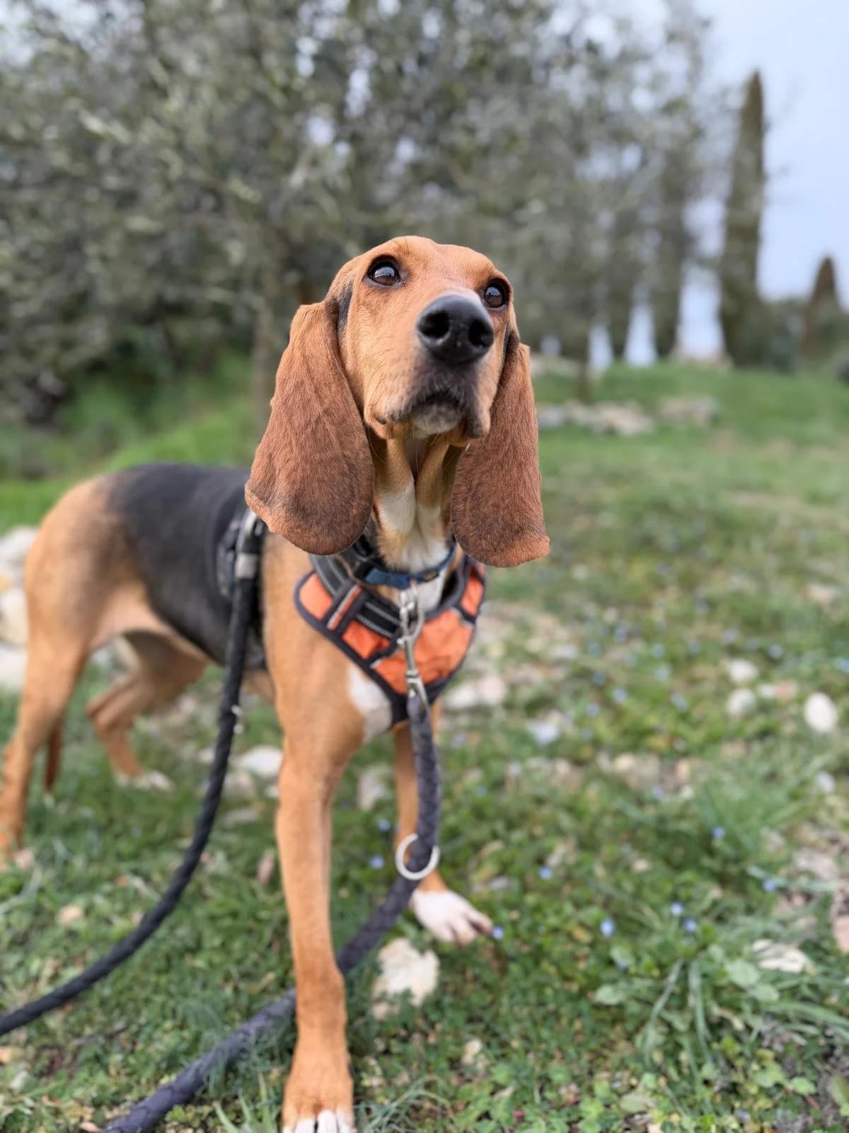 Queen, Tricolore female mixed breed for adoption at Association Secours Protection Animale (Manosque), Manosque — photo 7 of 10