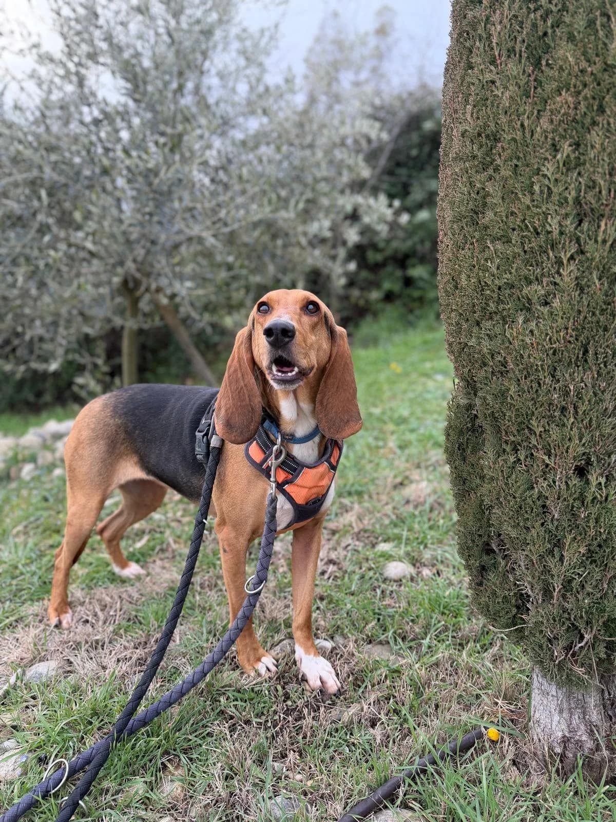 Queen, Tricolore female mixed breed for adoption at Association Secours Protection Animale (Manosque), Manosque — photo 8 of 10