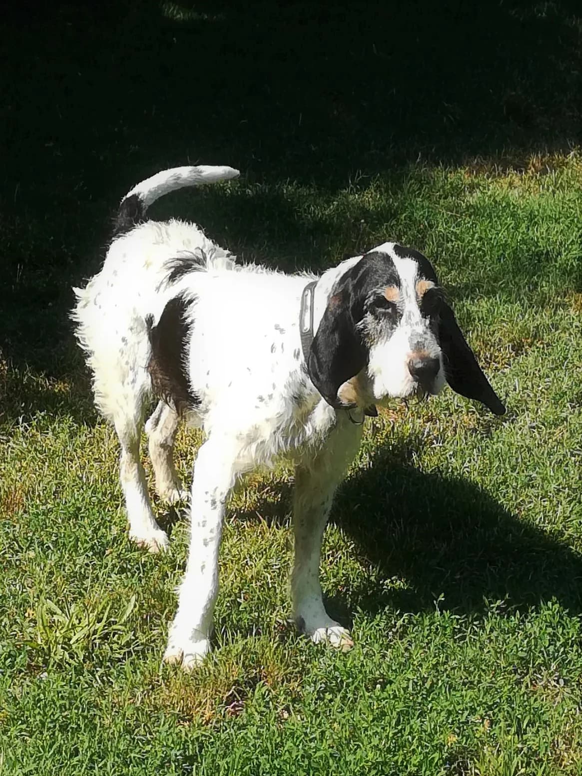Maya, Noir moucheté à masque tricolore female Mixed Breed for adoption at Association Secours Protection Animale (Manosque), Manosque — photo 2 of 11