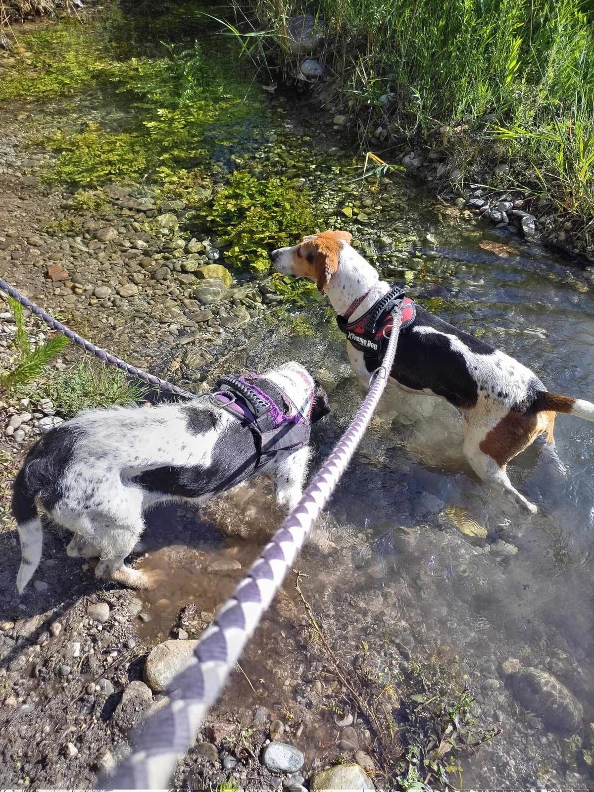 Maya, Noir moucheté à masque tricolore female Mixed Breed for adoption at Association Secours Protection Animale (Manosque), Manosque — photo 3 of 11