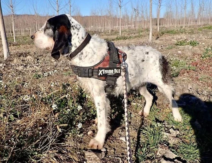 Maya, Noir moucheté à masque tricolore female Mixed Breed for adoption at Association Secours Protection Animale (Manosque), Manosque — photo 4 of 11