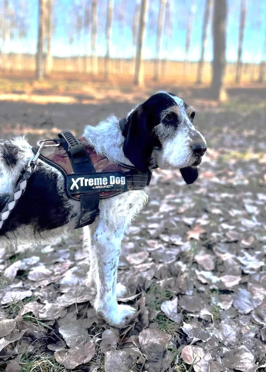 Maya, Noir moucheté à masque tricolore female Mixed Breed for adoption at Association Secours Protection Animale (Manosque), Manosque — photo 5 of 11