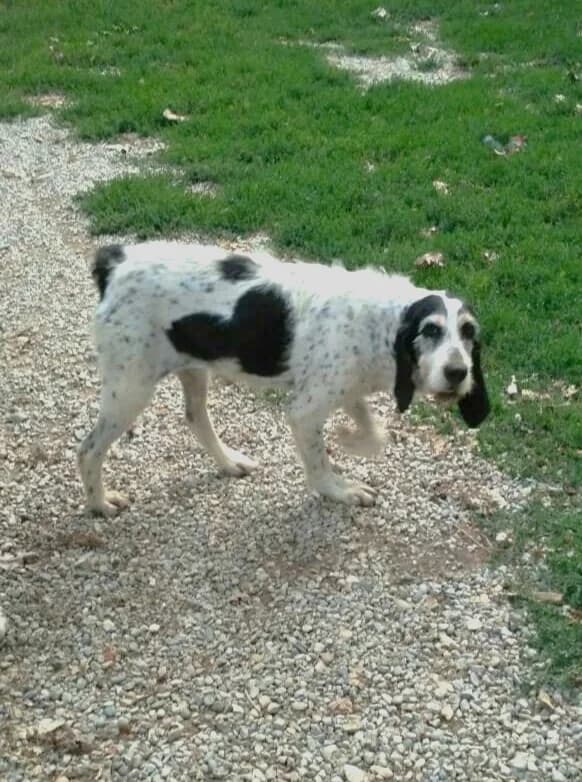 Maya, Noir moucheté à masque tricolore female Mixed Breed for adoption at Association Secours Protection Animale (Manosque), Manosque — photo 6 of 11